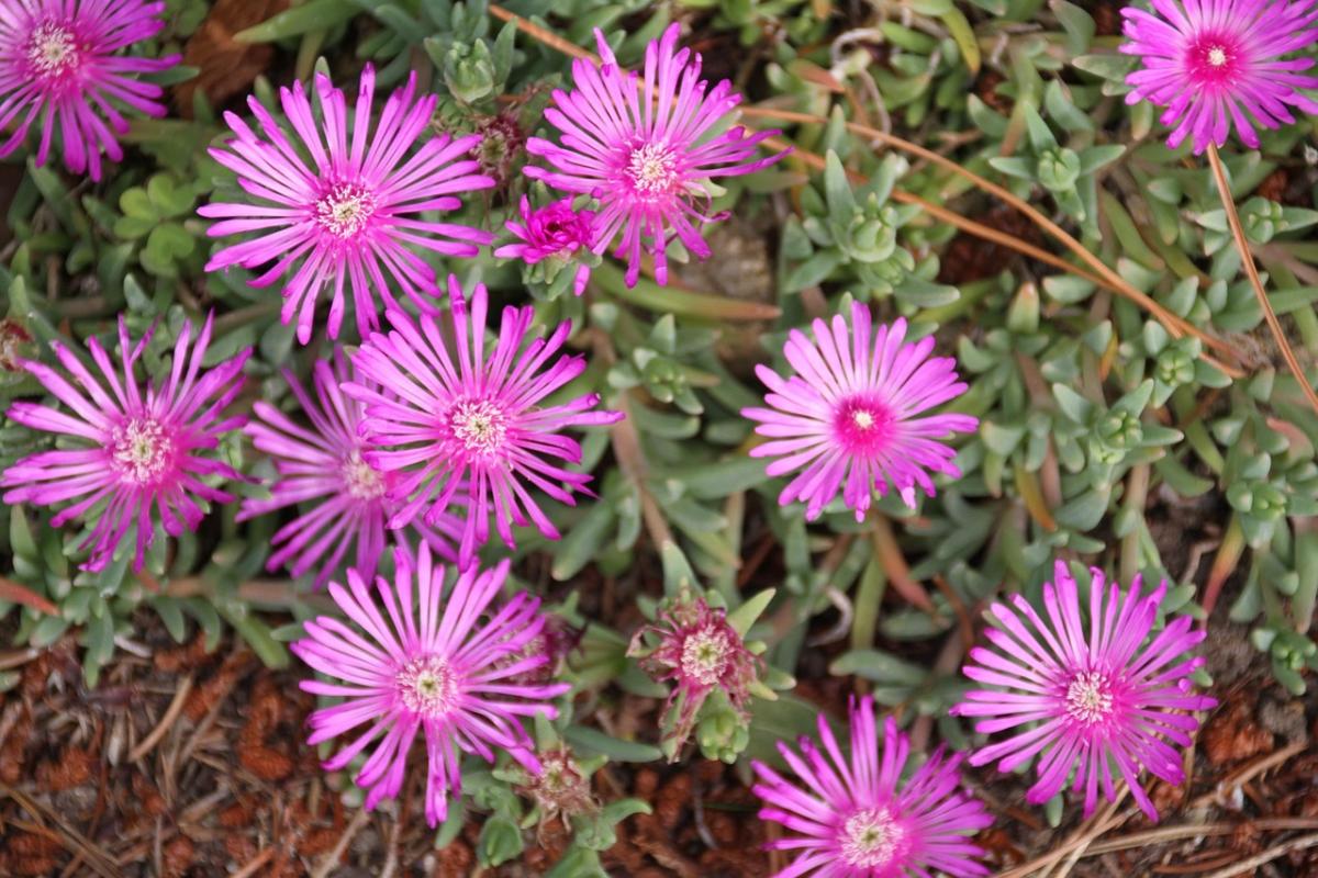 Que flores plantar na campa / photo pexels.com