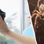 Um produto limpa as janelas até ficarem brilhantes e livra-se das aranhas: um truque de vida invulgar Um produto limpa as janelas até ficarem brilhantes e livra-se